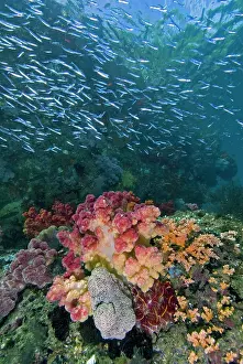 Triton: Indian Ocean, Indonesia, Triton Bay. School