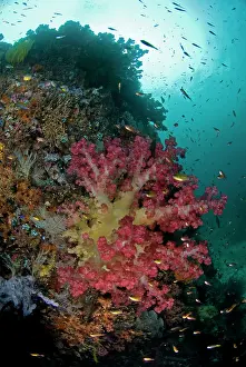 Shimlock: Indian Ocean, Indonesia, Triton Bay. Soft