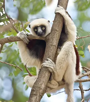 Williams: Indian Ocean, Madagascar. Close-up of sifaka