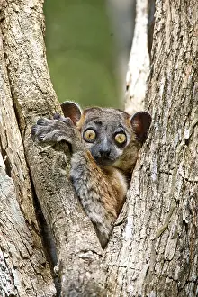 Williams: Indian Ocean, Madagascar. Close-up of white-footed