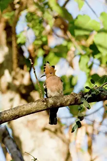 Williams: Indian Ocean, Madagascar. Hoopoe bird perched
