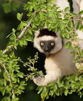 Williams: Indian Ocean, Madagascar. Verreaux's sifaka