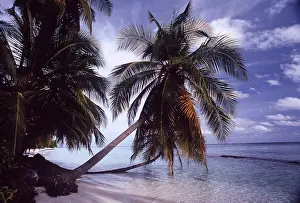 Palms: INDIAN OCEAN - MALDIVES, Beach & Coconut Palms