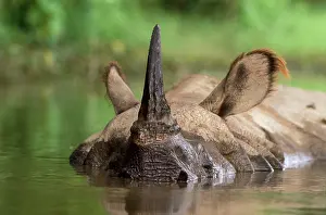 Wallowing: Indian One-horned Rhinoceros