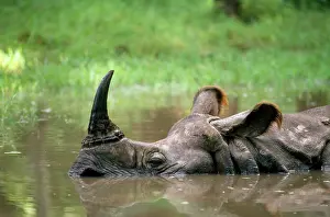 Wallowing: Indian One-horned Rhinoceros