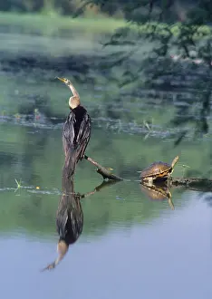Snakebirds: Indian / Oriental Darter Snakebird