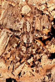 Regalis: Indian Ornamental Tree Spider, Poecilotheria