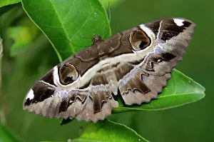 Hexapoda: Indian Owlet Moth