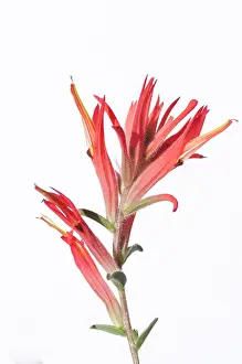 Castilleja: Indian paintbrush