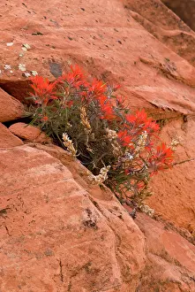 Castilleja: Indian paintbrush growing in rock