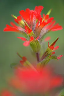 Adam: Indian paintbrush, Olympic National Park, Washington State