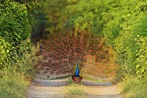 Peacocks: Indian Peacock - displaying. Corbett National