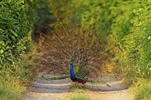 Peacocks: Indian Peacock - displaying. Corbett National