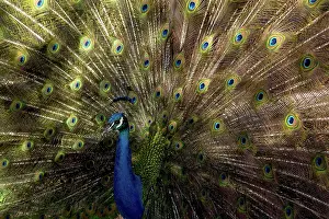 Cristata: Indian peacock male displaying