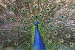 Peafowl: Indian peacock male displaying