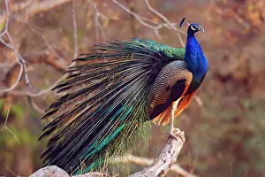 Foreground: Indian Peacock with partially open feathers
