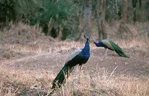Pavo: Indian Peacock (Pavo cristatus)