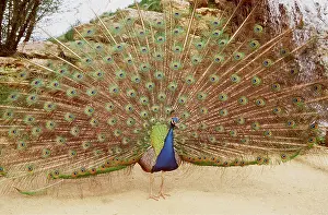 Peacock: indian PEACOCK / PEAFOWL - displaying
