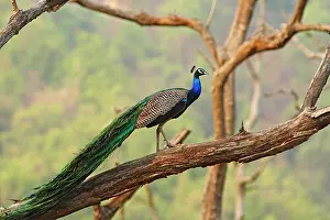Jagdeep: Indian Peacock on the tree, Corbett National