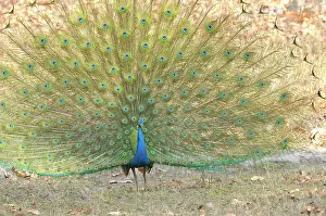 Madhya: Indian Peafowl