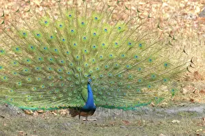Madhya: Indian Peafowl