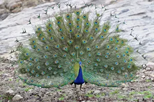 Sawai: Indian Peafowl