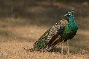Madhya: Indian Peafowl