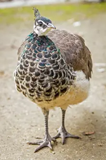 Peacocks: Indian Peafowl adult female in city park