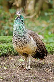 Peacocks: Indian Peafowl adult female in city park