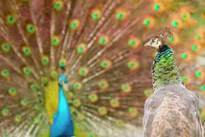 Peacocks: Indian Peafowl adult female with male courtship