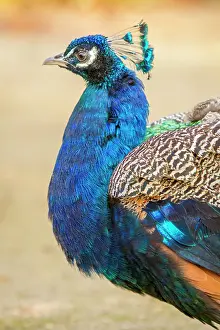 Peacocks: Indian Peafowl adult male in city park
