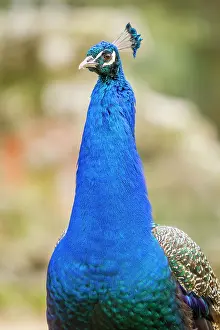 Peafowl: Indian Peafowl adult male in city park