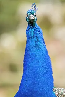 Peafowl: Indian Peafowl adult male in city park