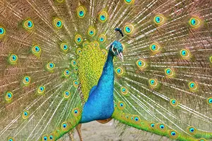 Peacocks: Indian Peafowl adult male in city park courtship display