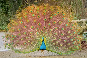 Peacocks: Indian Peafowl adult male in city park courtship display