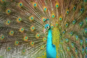 Peafowl: Indian Peafowl adult male in city park courtship display