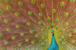 Peafowl: Indian Peafowl adult male in city park courtship display