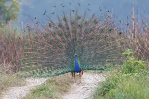 Oiseau: INDIAN PEAFOWL OR BLUE PEAFOWL