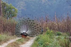 Oiseau: INDIAN PEAFOWL OR BLUE PEAFOWL