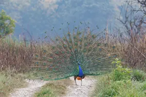 Oiseau: INDIAN PEAFOWL OR BLUE PEAFOWL