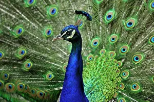 Peacocks: Indian Peafowl Blue Peafowl controlled conditions