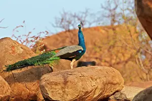 Peafowls: Indian Peafowl / Blue Peafowl male