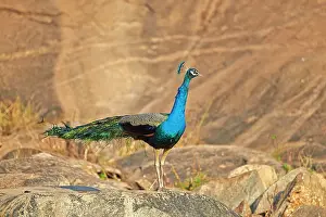 Peafowls: Indian Peafowl / Blue Peafowl male