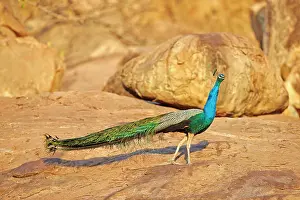Peafowls: Indian Peafowl / Blue Peafowl male