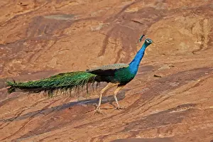 Peafowl: Indian Peafowl / Blue Peafowl male