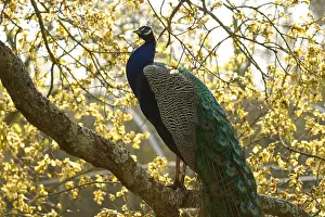 Prosperous: Indian Peafowl on a branch in Spring France