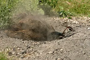Deworm: Indian Peafowl female taking a dust bath France