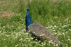 Peacocks: Indian Peafowl male taking a dust bath France