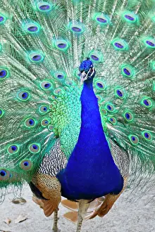 Peafowl: Indian Peafowl (Pavo cristata) male peacock