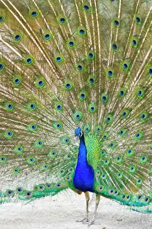 Peafowl: Indian Peafowl (Pavo cristata) male peacock